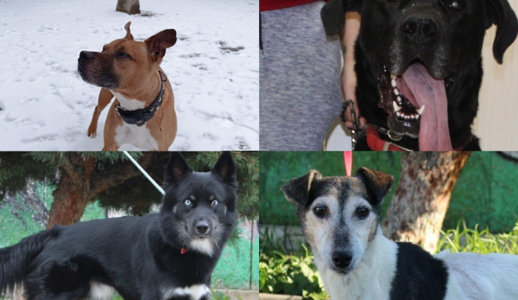 HLEDÁME PÁNÍČKA: Čtyři chlupáči z útulku čekají na vánoční zázrak