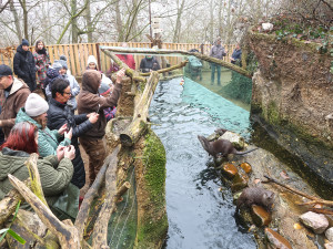 Novými hvězdami zoo jsou rozkošné vydří slečny. Dostaly jména Matylda a Klotylda