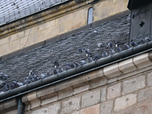 Katedrálu sv. Bartoloměje obežene lešení, střecha potřebuje nutně opravu