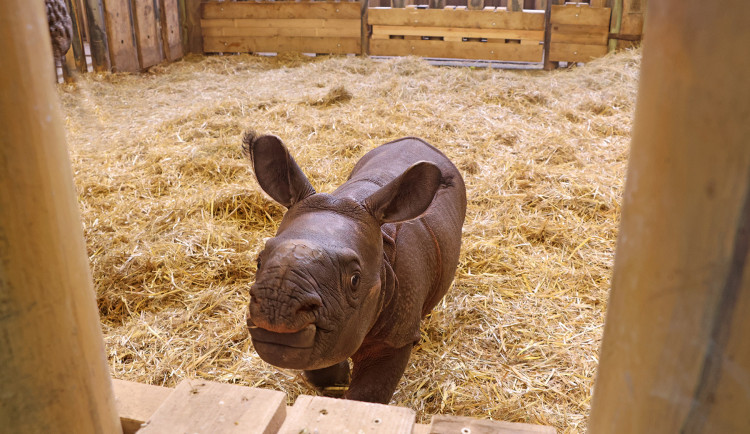 Nová celebrita plzeňské zoo dostala jméno, inspirací pro něj byli Simpsonovi