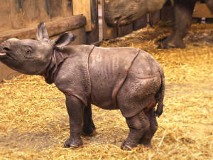 Nová celebrita plzeňské zoo dostala jméno, inspirací pro něj byli Simpsonovi