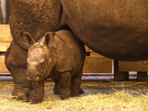 Nová celebrita plzeňské zoo dostala jméno, inspirací pro něj byli Simpsonovi
