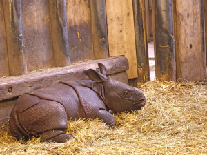 Nová celebrita plzeňské zoo dostala jméno, inspirací pro něj byli Simpsonovi