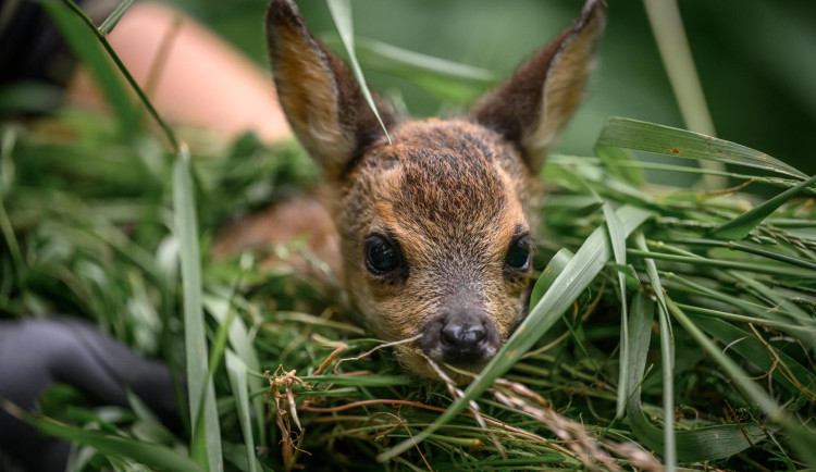 Prazdroj podpořil projekty na Plzeňsku, zachraňoval srnčata i obnovoval památky.