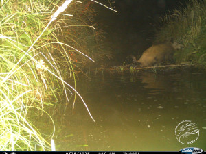 FOTO: Opatrná liška i nevítaný mýval. Podívejte se, co zachytily fotopasti v Brdech