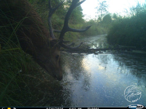 FOTO: Opatrná liška i nevítaný mýval. Podívejte se, co zachytily fotopasti v Brdech