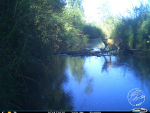 FOTO: Opatrná liška i nevítaný mýval. Podívejte se, co zachytily fotopasti v Brdech