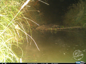 FOTO: Opatrná liška i nevítaný mýval. Podívejte se, co zachytily fotopasti v Brdech