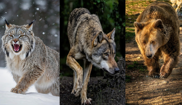 Rys ano, vlk možná, medvěd rozhodně ne. Návrat šelem na Šumavě rozděluje lidi
