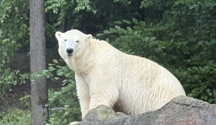 Lední medvědice táhnou davy. Brněnská zoo roste, Hodonín má slabší rok