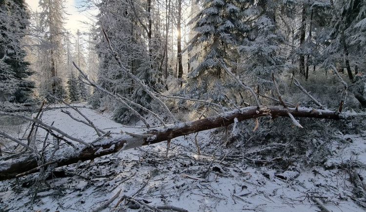 Vánoční bouře pustošila lesy na německé straně Šumavy. Nejhorší to bylo pod Roklanem