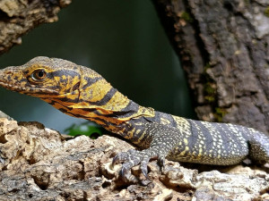 foto: Tomáš Winkelhöfer