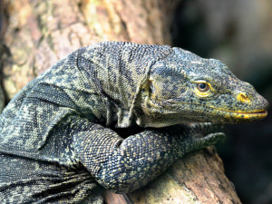 Dospělý jedinec, foto: Zoo Plzeň