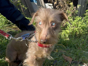 Slepý jezevčík Brex živořil v otřesných podmínkách, teď hledá nového majitele