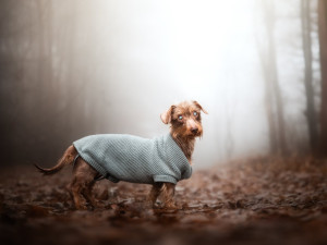 Slepý jezevčík Brex živořil v otřesných podmínkách, teď hledá nového majitele