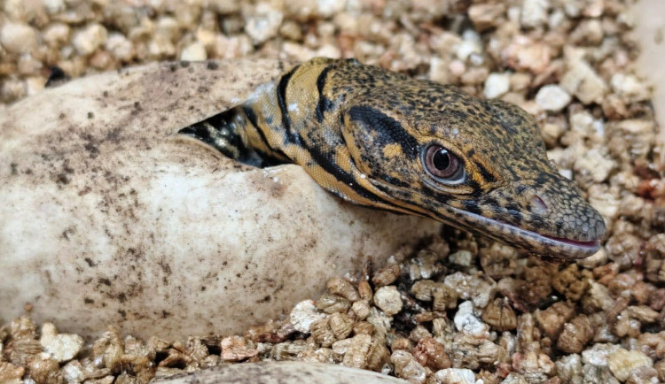 foto: Josip Šupljik