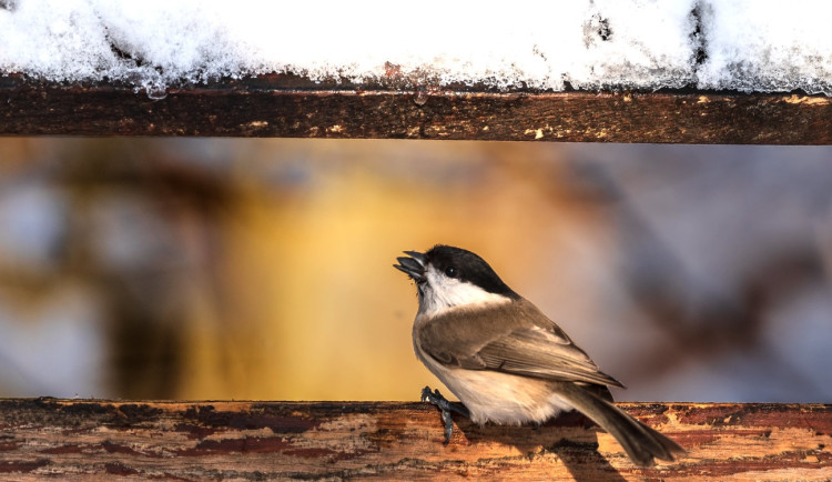 Sýkory, vrabci i další ptáci pod drobnohledem. Tento pátek startuje Ptačí hodinka