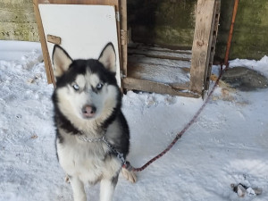 Majky byl uvázaný krátkou šňůrou u nezateplené boudy. Pomohla mu změna zákona