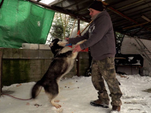Majky byl uvázaný krátkou šňůrou u nezateplené boudy. Pomohla mu změna zákona