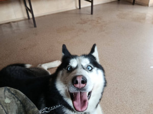 Majky v čekárně u veterináře.