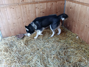 Pes už si zvyká na nový dočasný domov.