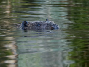 Práce českého bobřího kutila se dostala mezi deset světových dobrých zpráv roku
