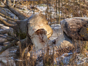 Práce českého bobřího kutila se dostala mezi deset světových dobrých zpráv roku