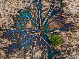 Práce českého bobřího kutila se dostala mezi deset světových dobrých zpráv roku