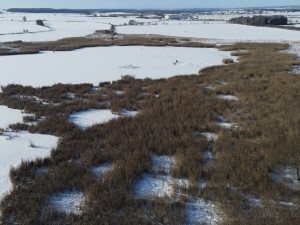 Zamrzlý rybník umožnil zatlouct trubky do dna. Vznikne hnízdní ostrůvek pro racky