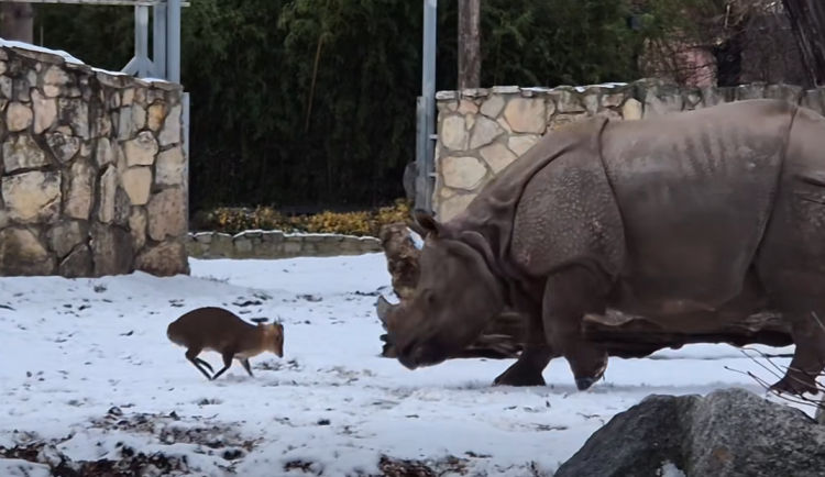 Plzeňská Maruška je hitem internetu. V zoo dovádí s netypickým parťákem