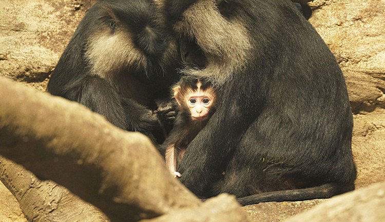 VIDEO: Úspěšný chov ohroženého druhu. Vzácní makaci lví mají v Ostravě další mláďata