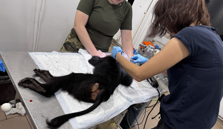 Kvůli nevychovaným návštěvníkům musela zoo utratit samici makaka