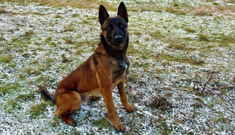 Policejní pes Gambit zachránil muže, který chtěl v Plzni skočit pod vlak. Našel ho u kolejiště