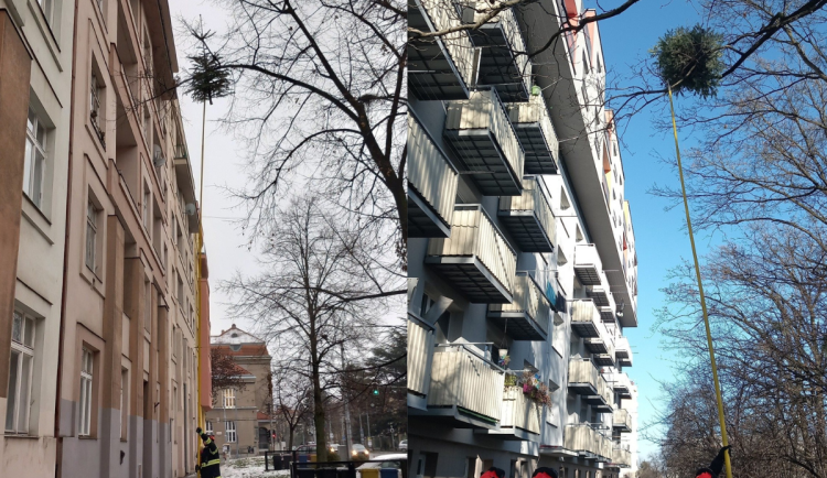 V korunách brněnské zeleně uvízly vánoční stromky. Popasovat se s nimi museli hasiči