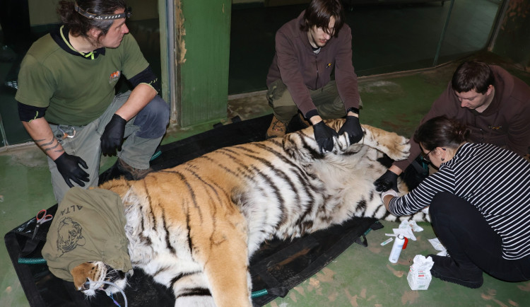 FOTO: Největší kočka z Hodonína musela na operaci. Tygra trápily zarostlé drápy