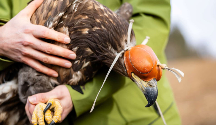 Stanice Pavlov loni přijala skoro 1740 zraněných zvířat, o sto víc než předloni