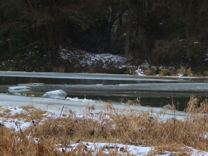 Ledové kry na řece Berounce komplikovaly letos tradiční sčítání vodních ptáků