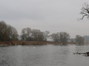Ledové kry na řece Berounce komplikovaly letos tradiční sčítání vodních ptáků