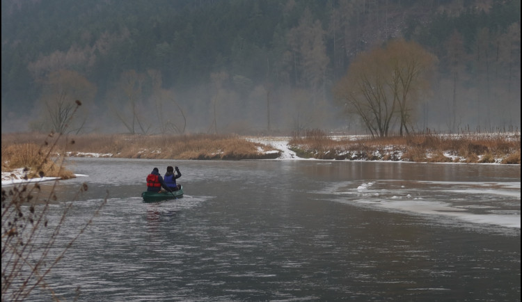 Sčítání zimujících vodních ptáků na řece Berounce