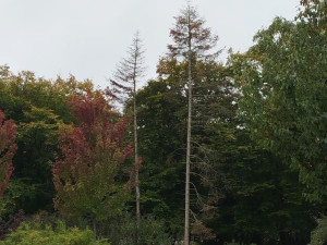 Suché i poškozené stromy a dřeviny pokácí odborníci v městských parcích v Plzni
