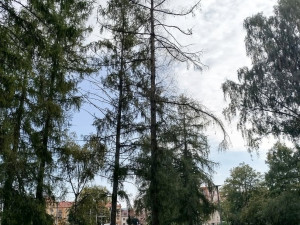 Suché i poškozené stromy a dřeviny pokácí odborníci v městských parcích v Plzni