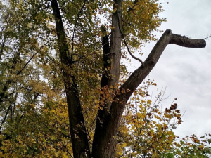 Suché i poškozené stromy a dřeviny pokácí odborníci v městských parcích v Plzni