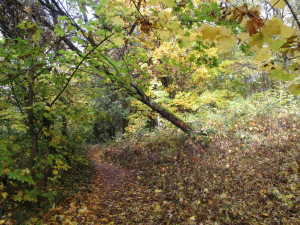 Suché i poškozené stromy a dřeviny pokácí odborníci v městských parcích v Plzni