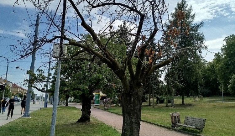 Kácení čeká i tento uschlý strom