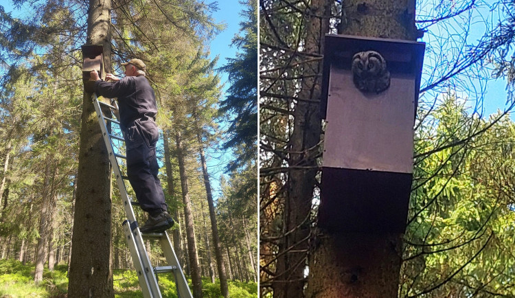 Systém budek pro dutinové ptáky už desítky let přirozeně chrání les před škůdci