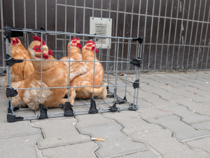 Ochránci zvířat protestovali v Plzni kvůli prodeji vajec z klecového chovu