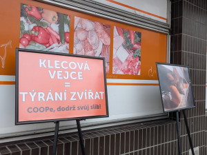 Ochránci zvířat protestovali v Plzni kvůli prodeji vajec z klecového chovu