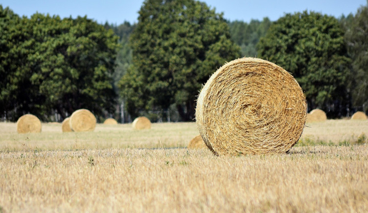 Ministerstvo zemědělství navýší rozpočet, více peněz půjde na vodu a lesy