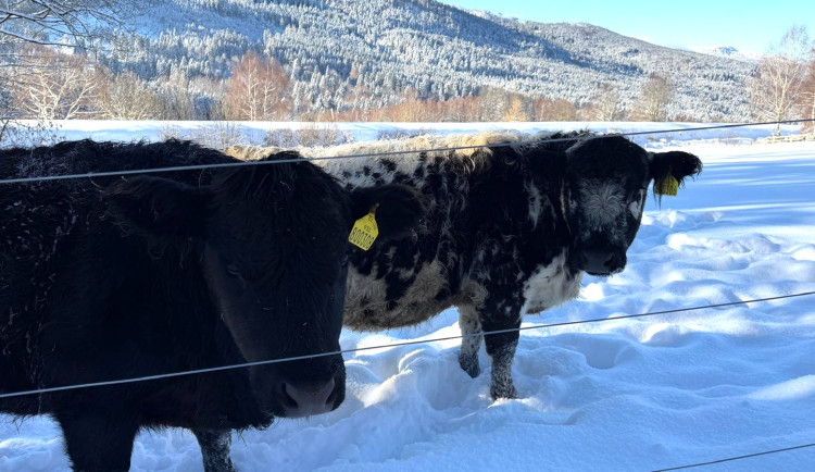 Býk poranil tři lidi včetně malého chlapce. Nešťastná událost, míní policie