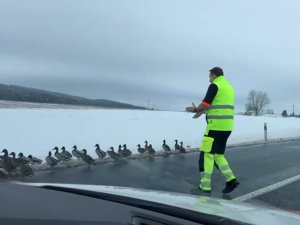 Stovky kachen se vydaly na pochod k rušné silnici, popoháněl je záchranář